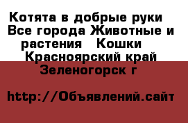 Котята в добрые руки - Все города Животные и растения » Кошки   . Красноярский край,Зеленогорск г.